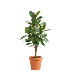Rubber Plant Tree In Terra Cotta Pot Isolated Green Background Realistic