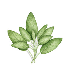 Sage Leaves Detailed Illustration Green Background Isolated Element