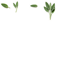 Sage Leaves Transparent Background Realistic Isolated Herbs