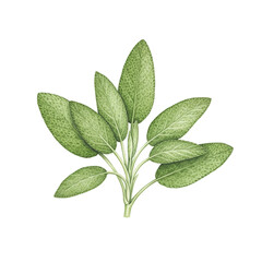 Sage Leaves Herb Plant Isolated Green Background Realistic Photo