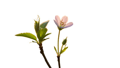 Obraz premium Pink Flower Buds and Leaves on Stem.
