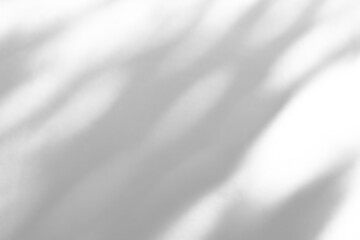 Fototapeta premium Abstract natural tree branch leaves shadow on white wall background