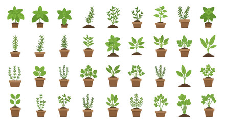Diverse potted herbs illustration showcasing a variety of aromatic plants in decorative pots © punduh