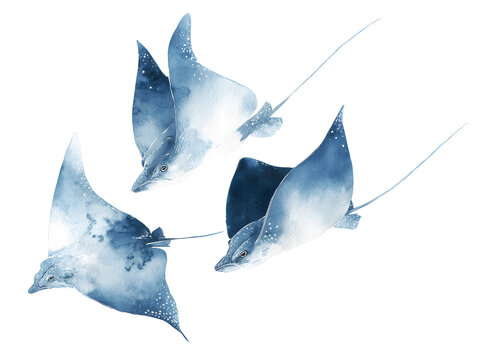 Minimal watercolor painting of three stingrays Dasyatidae on white background.