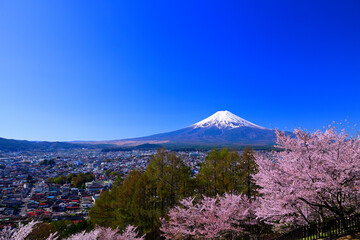 Fototapeta premium 山梨県 新倉山浅間公園の桜と富士山