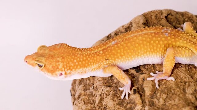 Orange Leopard Gecko Crawling on Bark Against a White Background