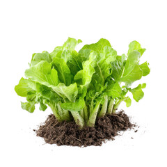 A lettuce plant swaying gently in the breeze on a farm. full length isolate on transparent background