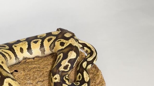 Ball Python Snake Coiled on Wood Log in Studio Setting
