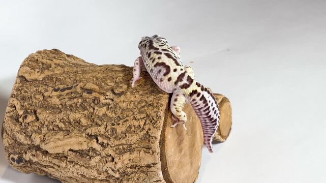 Leopard Gecko Climbing Over a Small Wooden Log on White Background