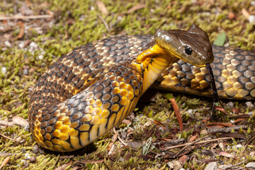 Australian Tiger Snake in defensive stance