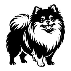 Obraz premium Pomeranian Dog