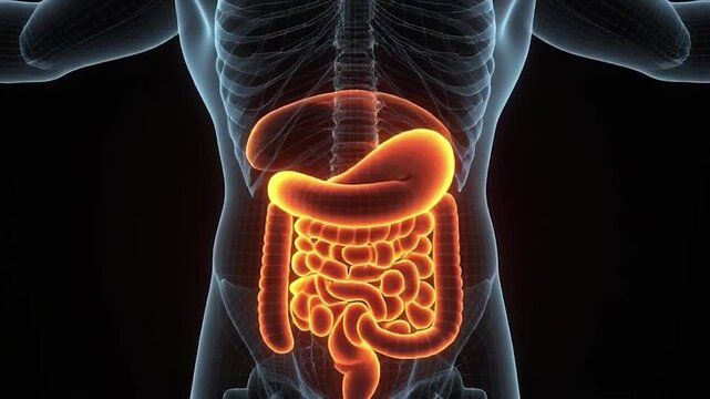 Human Digestive System Anatomy - A Detailed Medical Illustration.