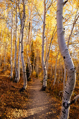 Obraz premium Utah Aspen trees on hiking trail fall autumn path