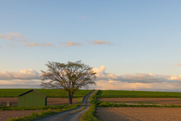 北海道美瑛2025春-畑のある風景-