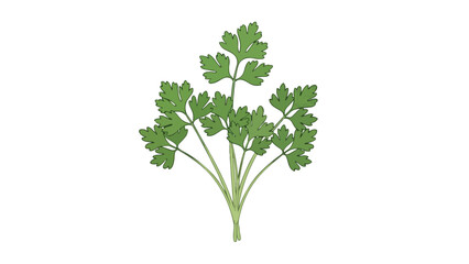 Vibrant green parsley illustration capturing fresh detailed leaves ideal for culinary art healthy food concepts and organic design elements on pure