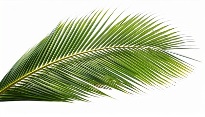 Obraz premium Coconut Palm Leaf Isolated For Object And Retouch Design