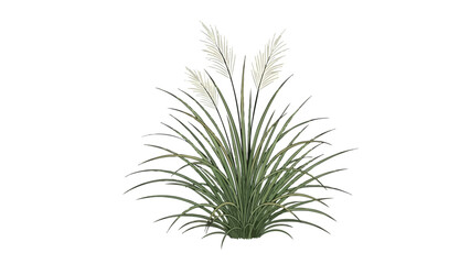 Fototapeta premium Elegant botanical illustration of ornamental grass with delicate white plumes and lush green foliage perfect for tranquil natural designs and