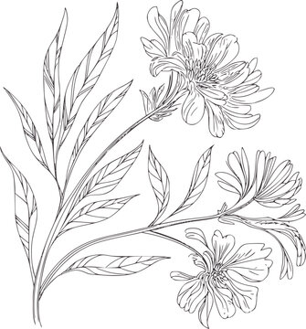Botanical line of aster flowers and leaves floral outline