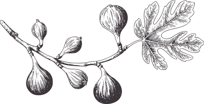 Pen and ink of a fig branch with unripe fruit and a leaf botanical