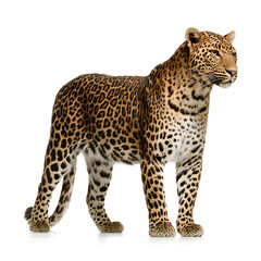 Obraz premium Large Leopard Standing Alone Outdoors.