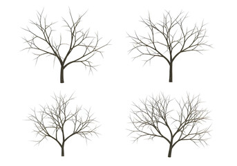 Obraz premium Four Bare Autumn Trees with Intricate Branches and Twigs Against a White Background Isolated Transparent Background