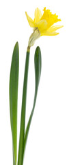 Classic bright yellow daffodil flower with green stem and leaves, isolated, symbol of spring and...