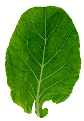 Obraz premium Dark green collard green leaf, isolated, ingredient to healthy nutrition and life 