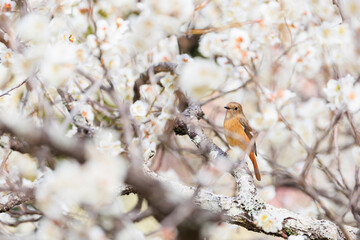 梅の木にとまる愛嬌のあるジョウビタキ