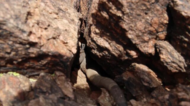 large lizard wedged between rocks (reptile animal) in camelback mountain phoenix scottsdale arizona hiking trail southwest desert