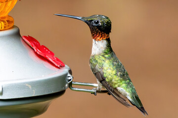 'Mature male Ruby Throated Hummingbird.