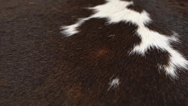 Cowhide Fur Texture Background Brown White Close Up