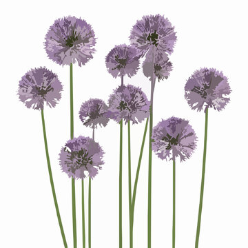 Realistic 3D Allium flower plant set isolated on white background ornamental garden asset