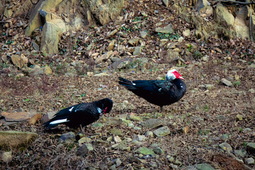 Muscovy Ducks on Dry Ground at Mountain Farm, Wuhan China