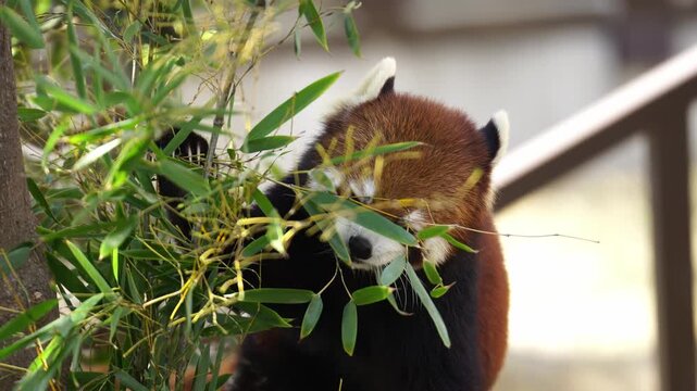 Close Up of a cute and hungry Red Panda eating tree leaves