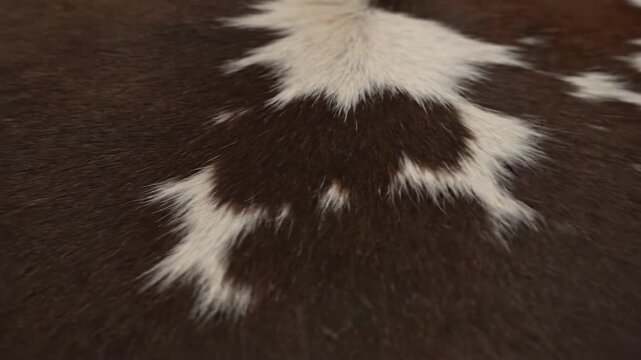 Close up of brown and white cowhide texture fur background