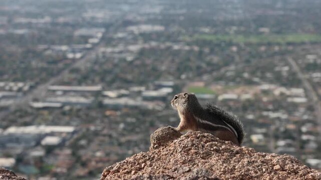 Harris's antelope squirrel digging in ground sitting on rock at camelback mountain phoenix scottsdale arizona (tiny striped furry rodent animal) wildlife close up city skyline background cute rocks