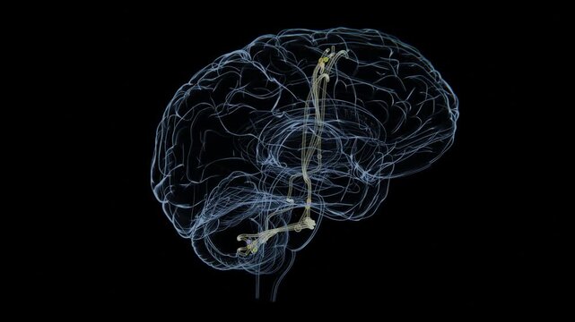 corticopontocerebellar (CPC) pathway visualization video | Xray video of corticopontocerebellar (CPC) pathway in 4K