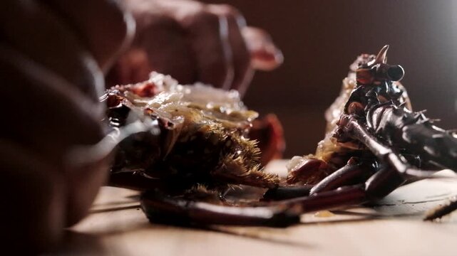 Japanese Chef Splitting Spiny Lobster Shell and Halving Ise Ebi