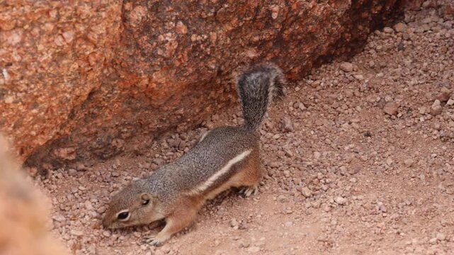 Harris's antelope squirrel digging in ground sitting on rock at camelback mountain phoenix scottsdale arizona (tiny striped furry rodent animal) wildlife close up city skyline background cute rocks