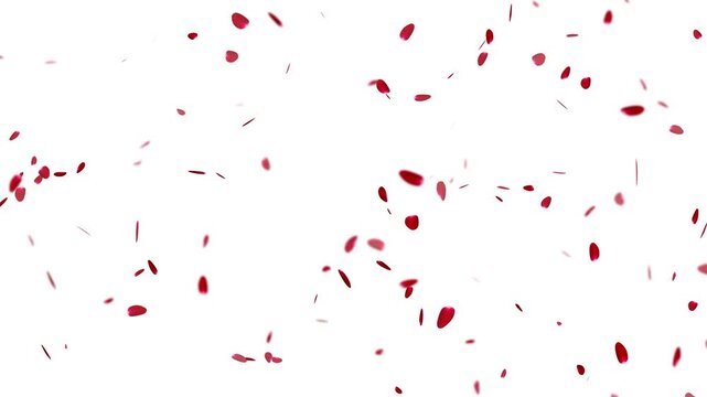 realistic falling red petals transition 4k loopable overlay with alpha channel. red rose petals falling , red flower petals falling animation.