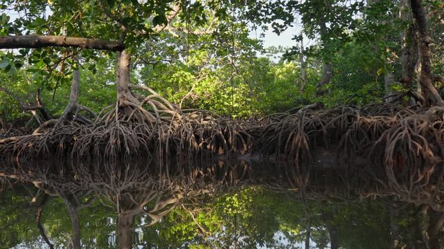 Dense mangrove forest with exposed aerial roots reflected in calm water, showing coastal wetland ecosystem in Malindi, Kenya