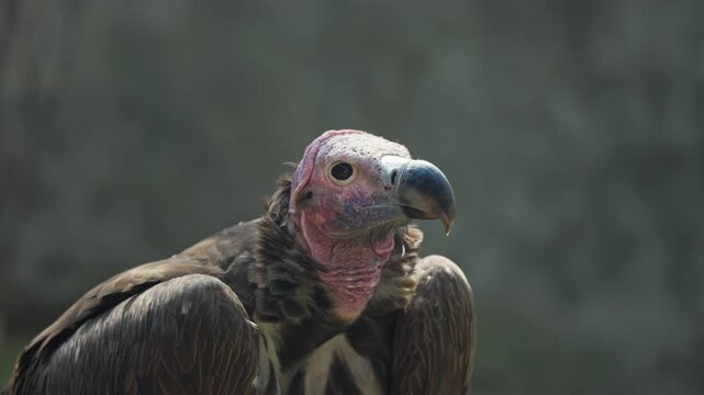 Close up portrait of a lappet faced vulture with bald pink head and powerful beak in the Naivasha region of Kenya