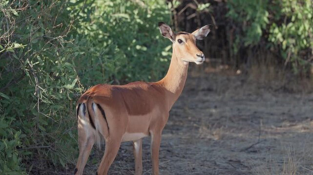 Female impala standing alert near dense bush, showing graceful body posture and natural camouflage within a dry savanna environment