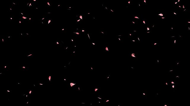 soft pink flower petals drifting down, 4k seamless loop, falling pink cherry blossom petals on black background, overlay with alpha channel.
