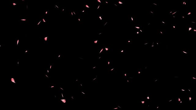 soft pink flower petals drifting down, 4k seamless loop, falling pink cherry blossom petals on black background, overlay with alpha channel.