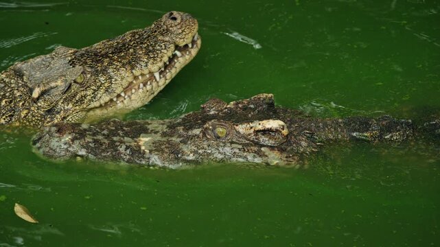 Siamese crocodile gliding through green freshwater pond with only eye and snout visible above algae covered surface, textured scales creating a calm but dangerous tropical wildlife scene