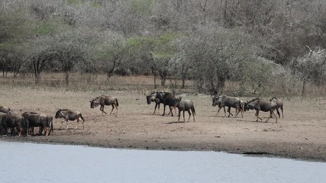 Wildebeest / Gnu excitedly running towards a watering hold