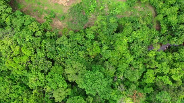Top down aerial view of dense gallery forest vegetation following the S&atilde;o Miguel River corridor, showing continuous tree canopy typical of the Cerrado Goiano biome, Brazil.