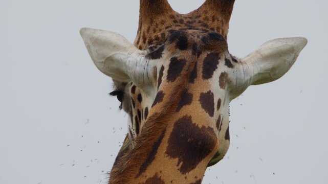 Rothschild's giraffe showing patterned fur on neck and head, looking away in Murchison Falls National Park, Uganda, during a safari wildlife experience