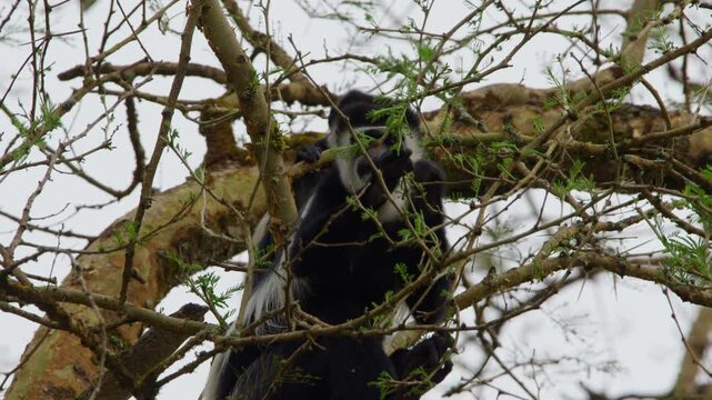 Black and white colobus monkey or mantled guereza, gracefully gripping a tree trunk, habitat in Murchison Falls National Park, Uganda, displaying striking black and white coat